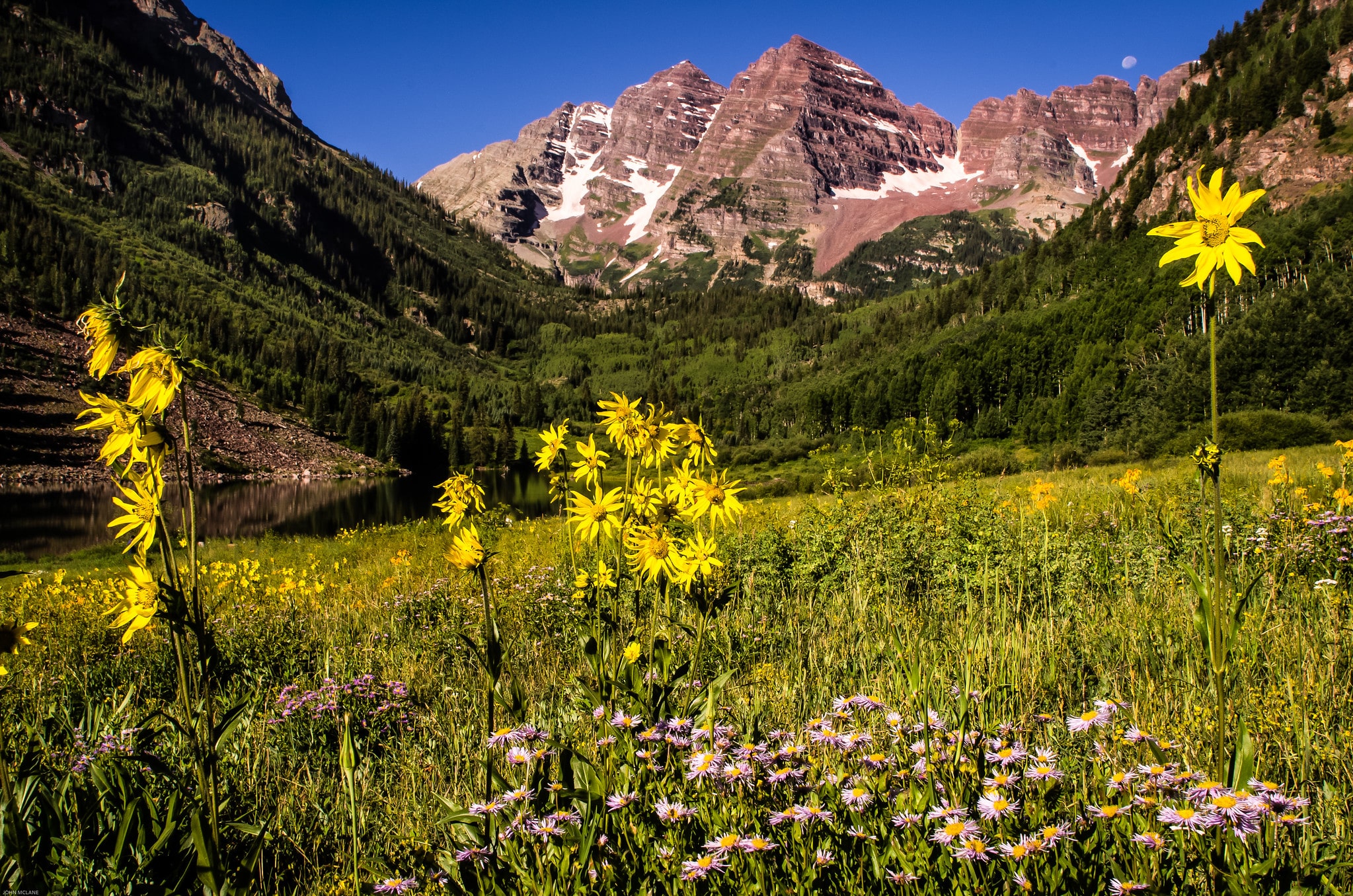 Wildflowers in foreground with large mountain and blue skies in the back