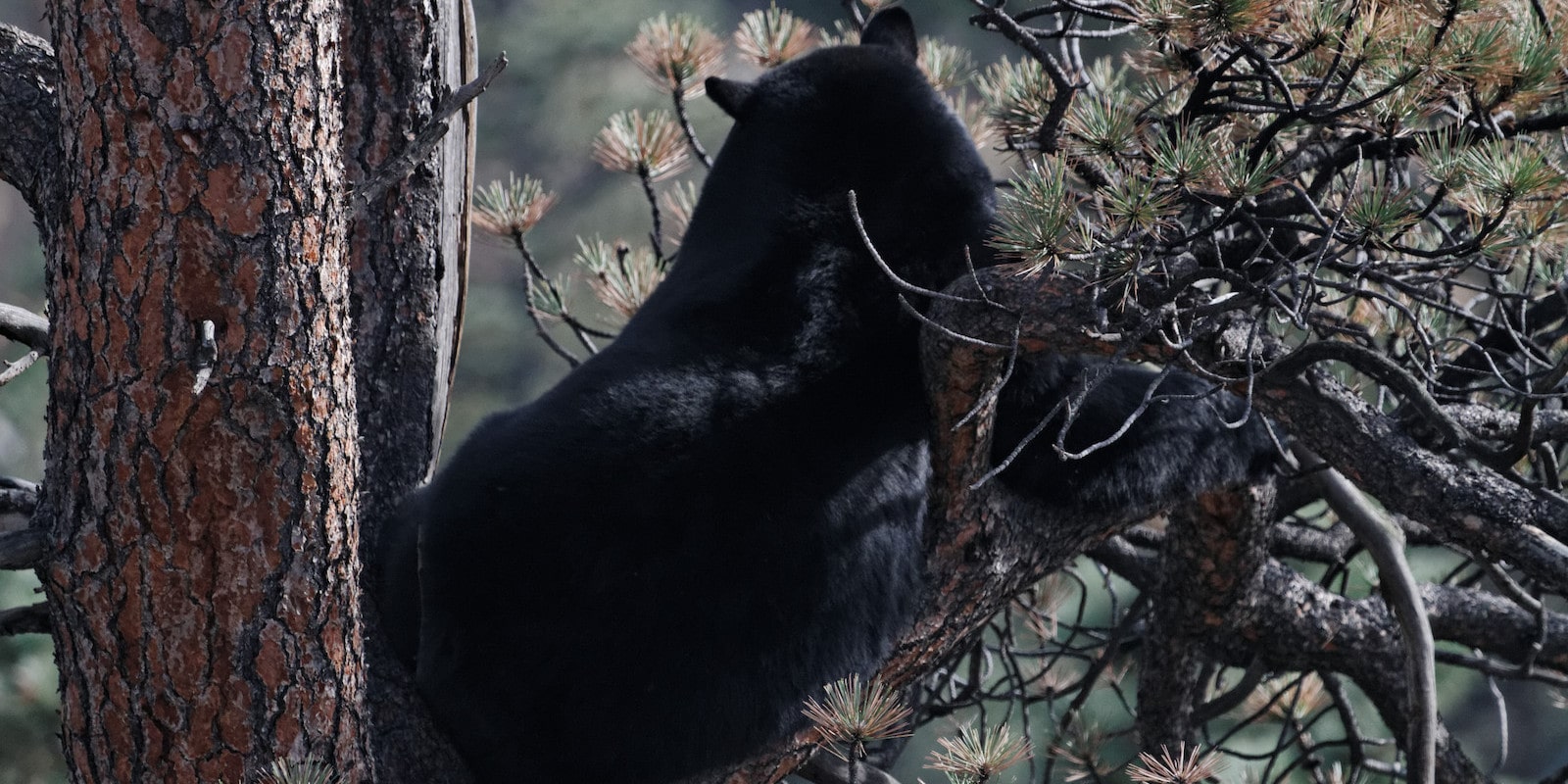Estes Park Colorado Black Bear up a tree