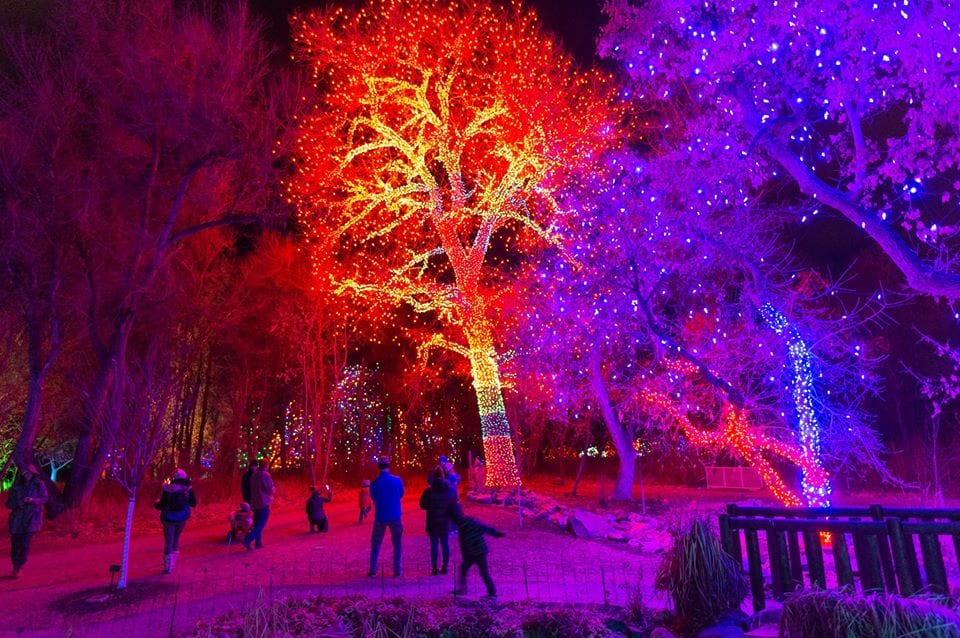 image of blossoms of lights