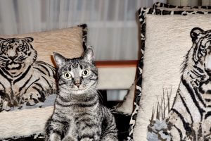 Donning the agile camouflage: 5 ways to tell if you're agile in name only