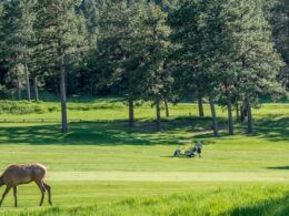 Evergreen Golf Course Deer Colorado