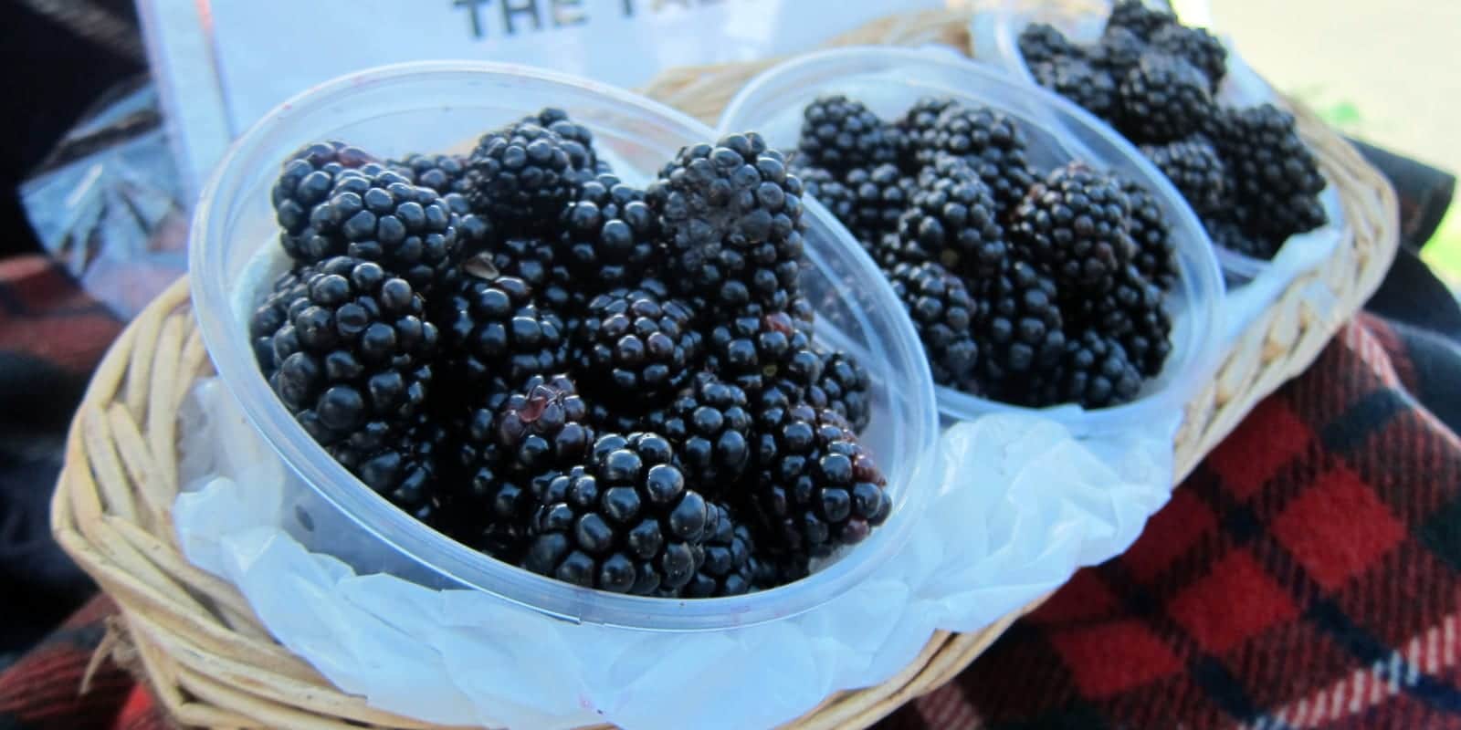 Best Denver Farmers Markets Old South Pearl Blackberries