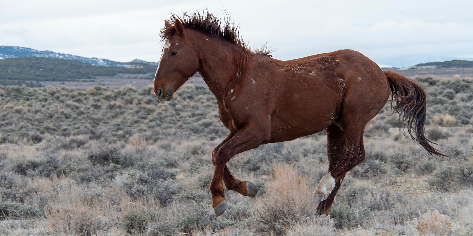 Brown Feral Horse in Sand Wash Basin Colorado