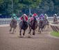 Horse race