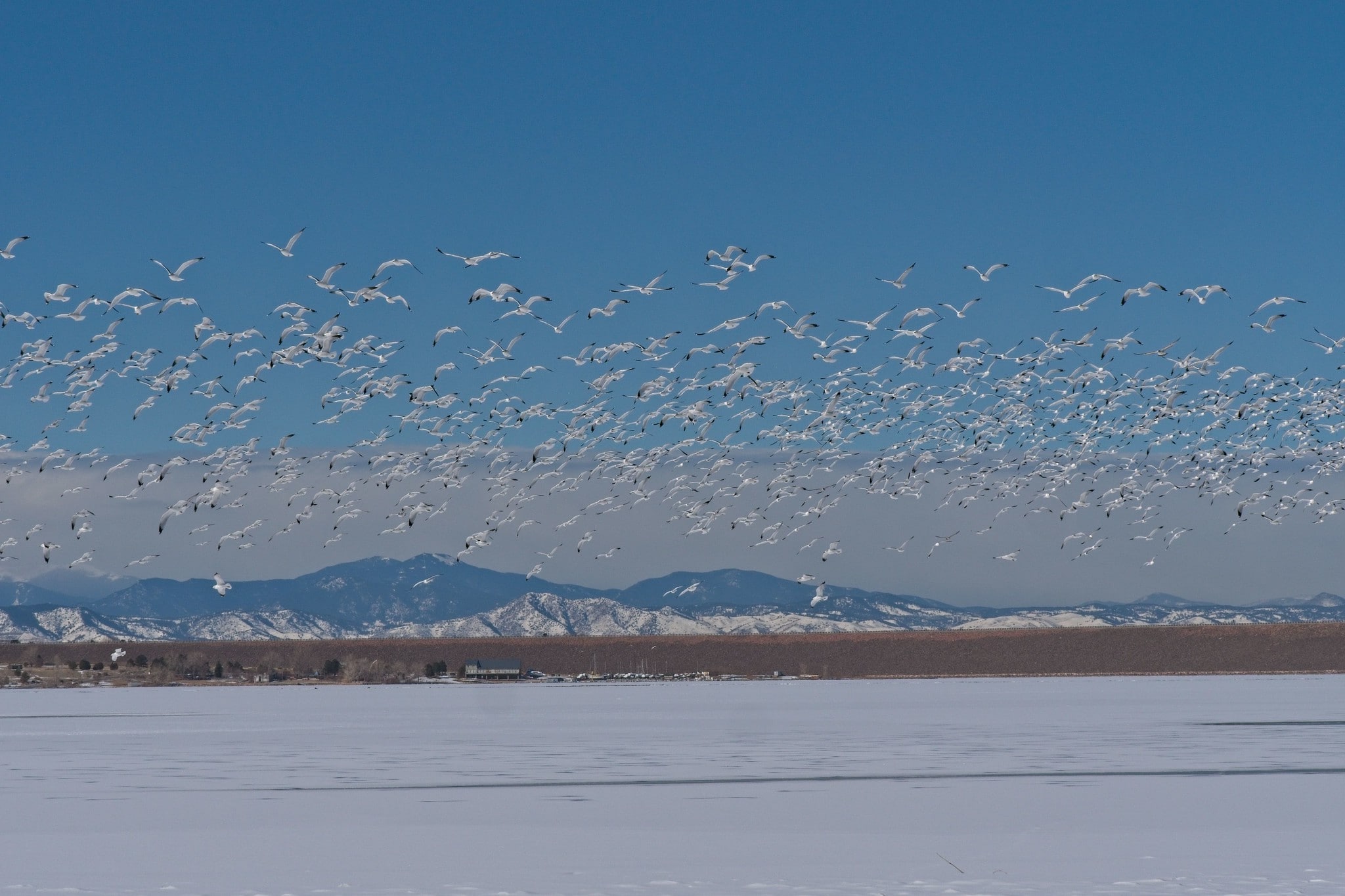 Frozen lake with flock of birds flying over