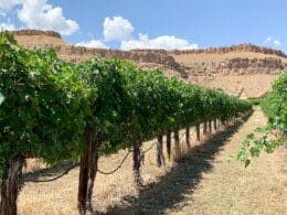 Image of rows of vines in a vineyard in the Fruit & Wine Scenic Byway in Palisade, Colorado