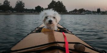 Kayak With Your Dog California Kayaking