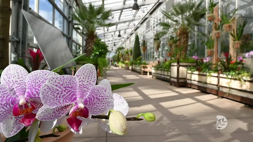 image of orchids at denver botanic gardens