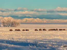 Rocky Mountain Arsenal National Wildlife Refuge Bison Herd Commerce City CO