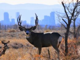 Rocky Mountain Arsenal Wildlife Refuge