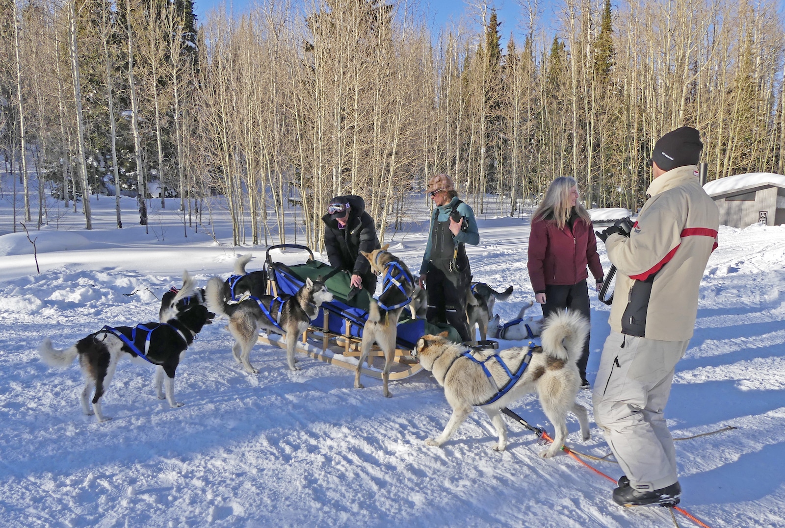 group of dogs at Snow Buddy Dog Sledding Colorado