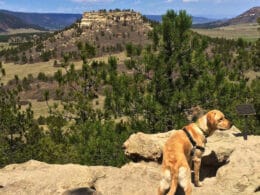 Image of a dog at the Spruce Mountain Open Space in Larkspur, Colorado