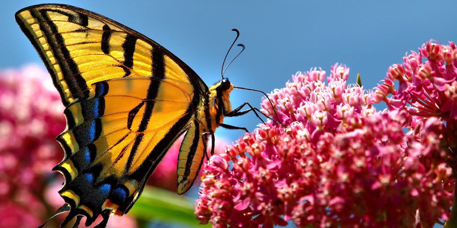 Image of a Tiger Swallowtail in Longmont, Colorado