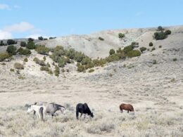 Wild Horse Warriors for Sand Wash Basin, CO