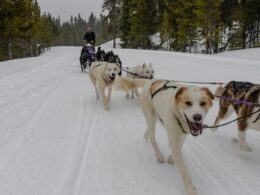 Winterhawk Doglsed Adventures Leadville