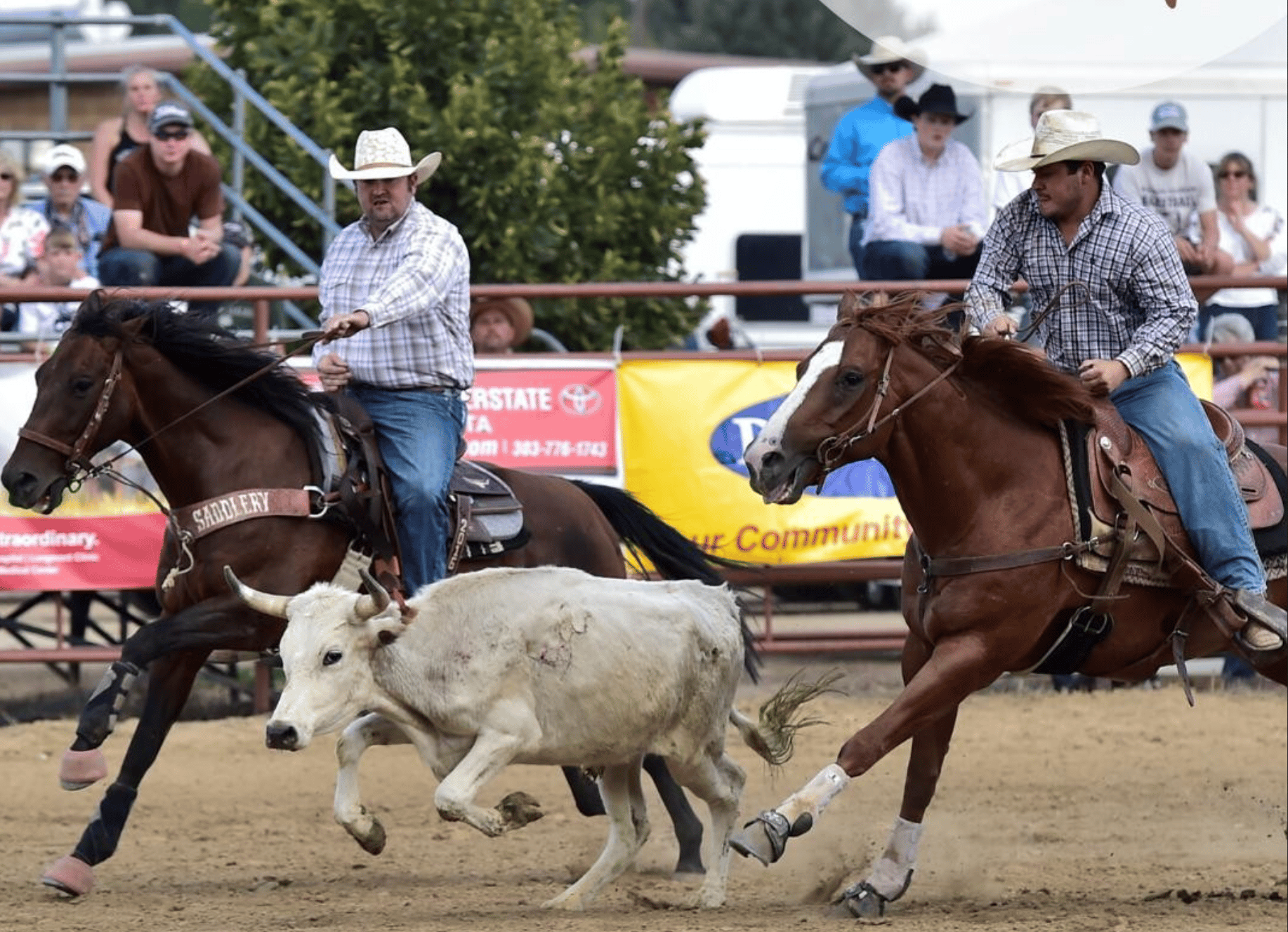 Two cowboys on horses chase a calf to rope it
